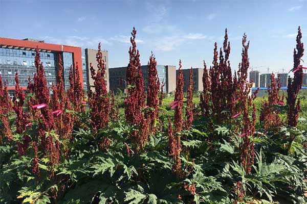 甘肃中医药大学杏林百草园科普认知基地