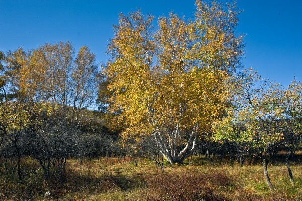 t03ea960fb4904bbb91.jpg t03ea960fb4904bbb91.jpg