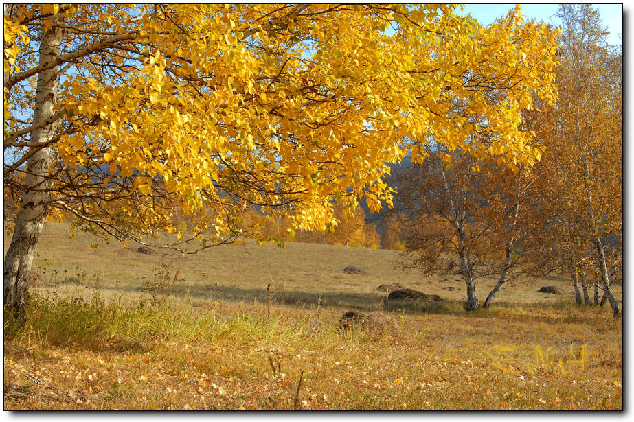 党建引领塞罕坝实践 解锁可持续发展新路径
