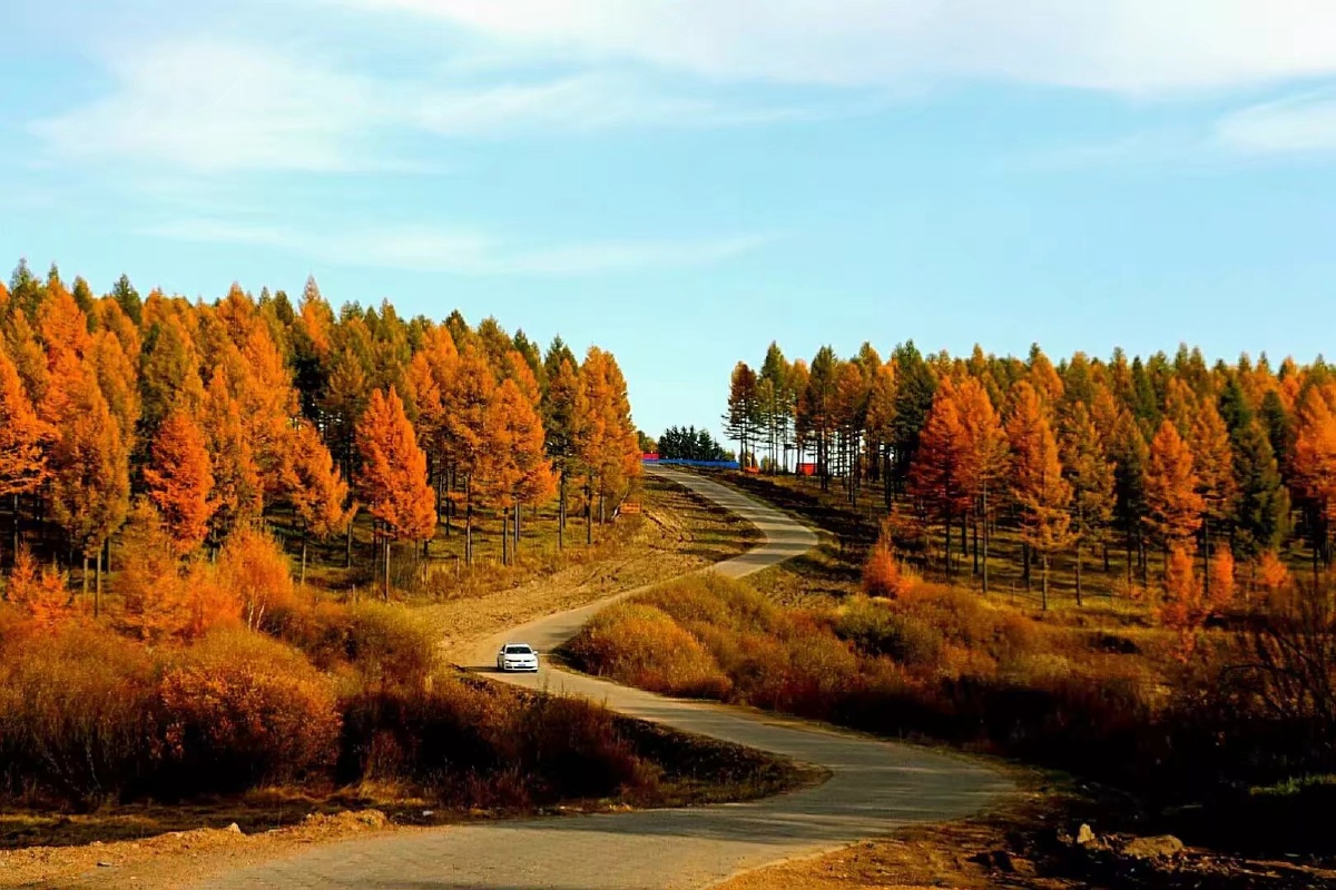 塞罕坝：党员干部的绿色精神充电站