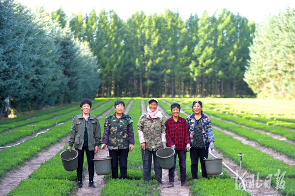 塞罕坝红色培育实